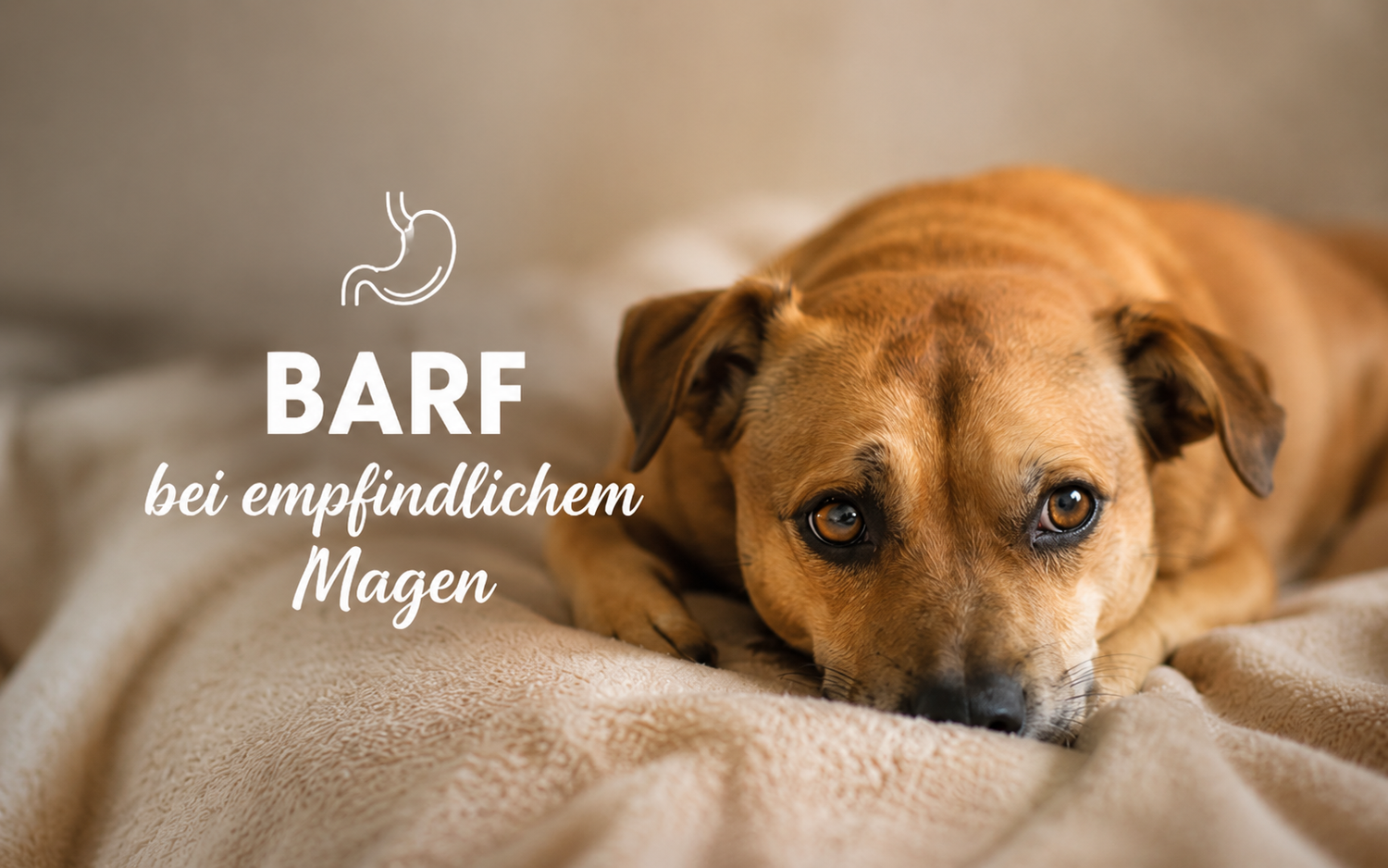 BARF bei empfindlichem Magen: Brauner Hund liegt auf einer beigen Decke und blickt direkt in die Kamera.