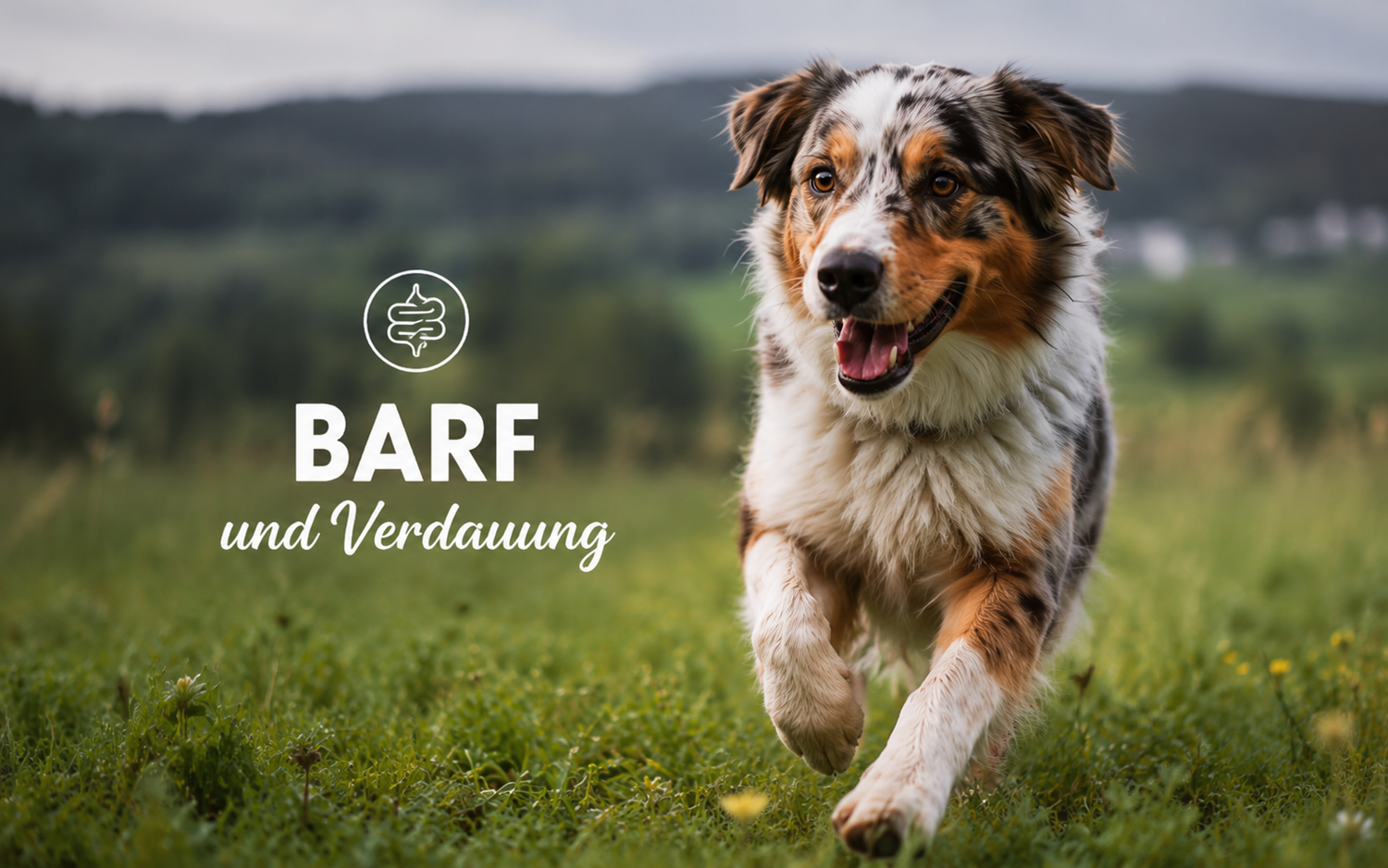 BARF und Verdauung