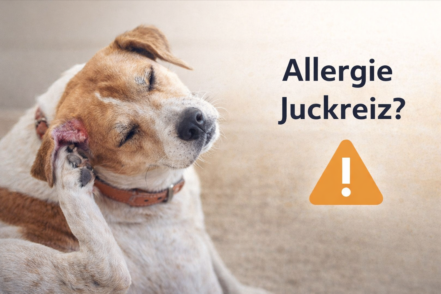 Hypoallergenes Hundefutter: Was wirklich bei Allergien hilft. Brauner und weißer Hund kratzt sich am Ohr, daneben Text "Allergie Juckreiz?" und Warnsymbol.