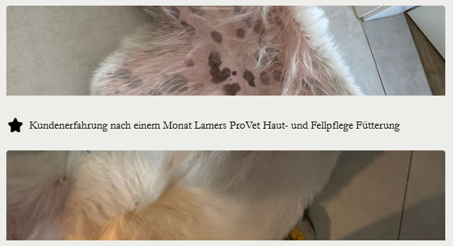 Haut- und Fellprobleme beim Hund – wenn der Körper Signale sendet: Hundebauch mit kahlen Stellen und dunklen Flecken.