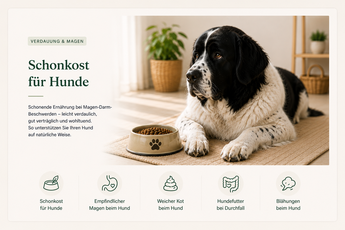 Schonkost Hund Lamers