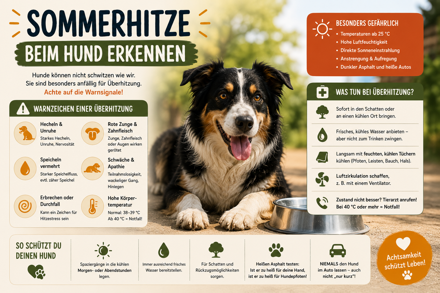 Sommerhitze beim Hund erkennen