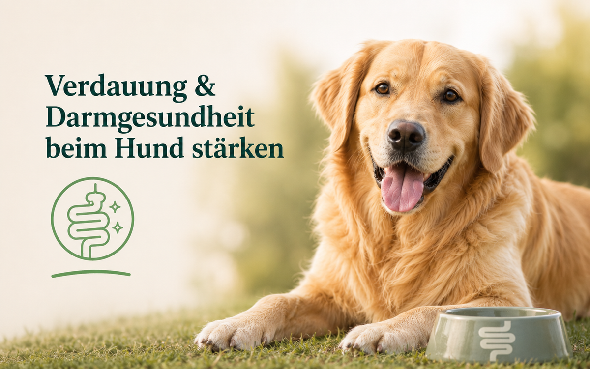 Verdauung und Darmgesundheit beim Hund