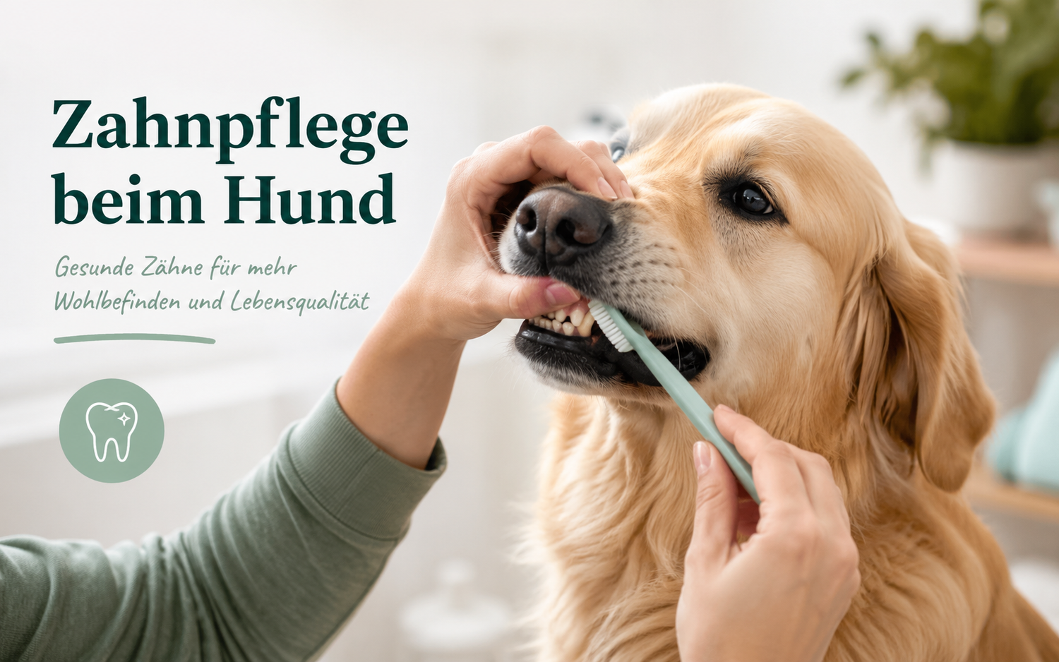Zahnpflege beim Hund