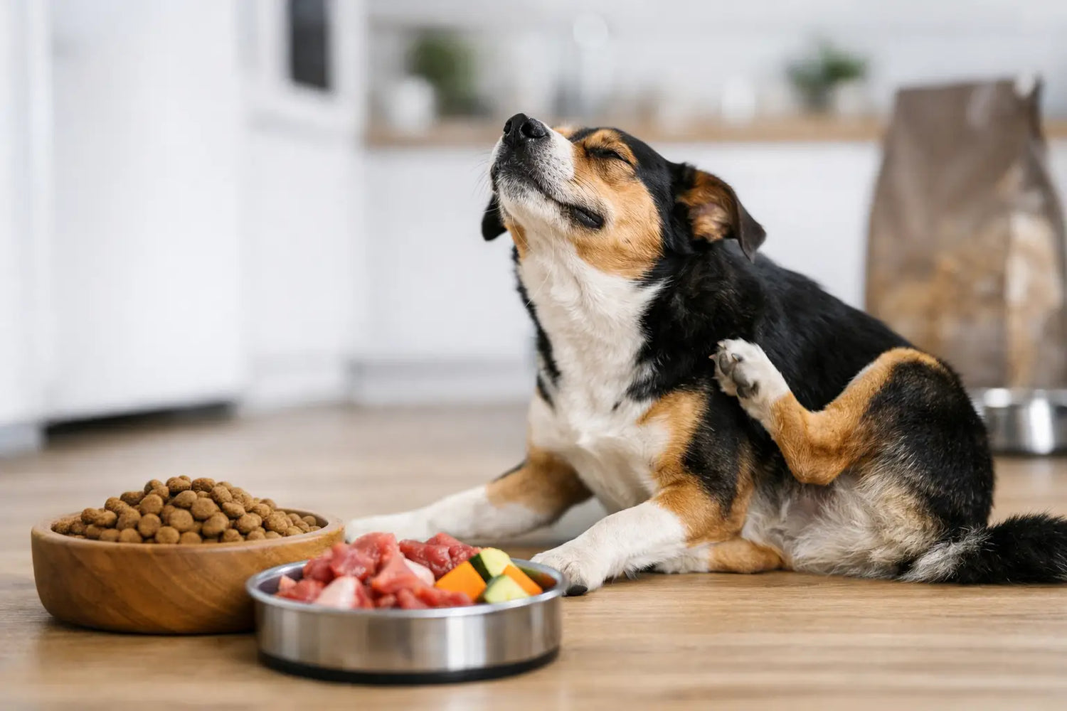 Warum kratzt der Hund nach Futterwechsel?
