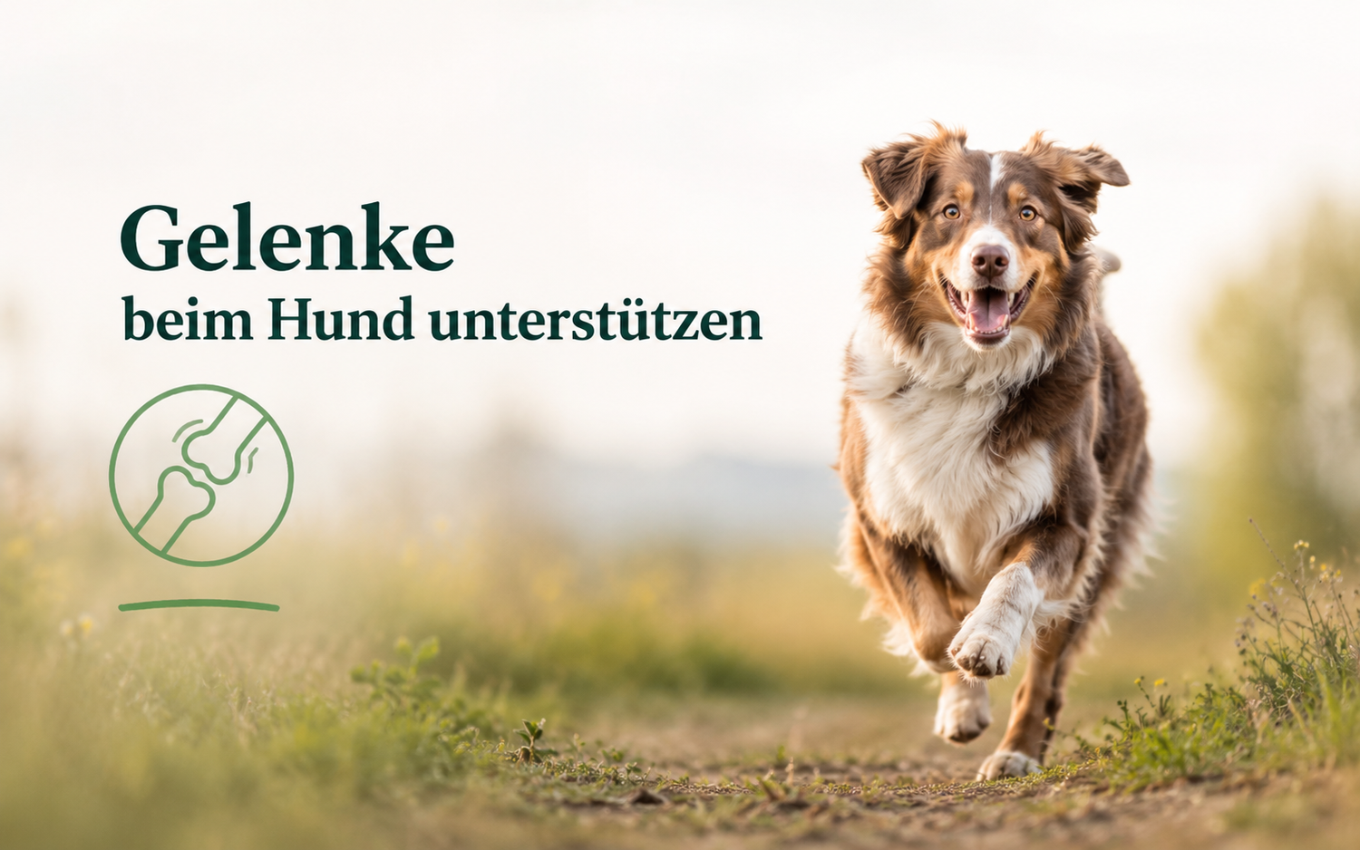 gelenke beim hund unterstützen