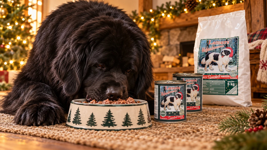 Neufundländer frisst Lamers Weihnachtsmenü Hirsch & Kartoffel Nassfutter am Kamin