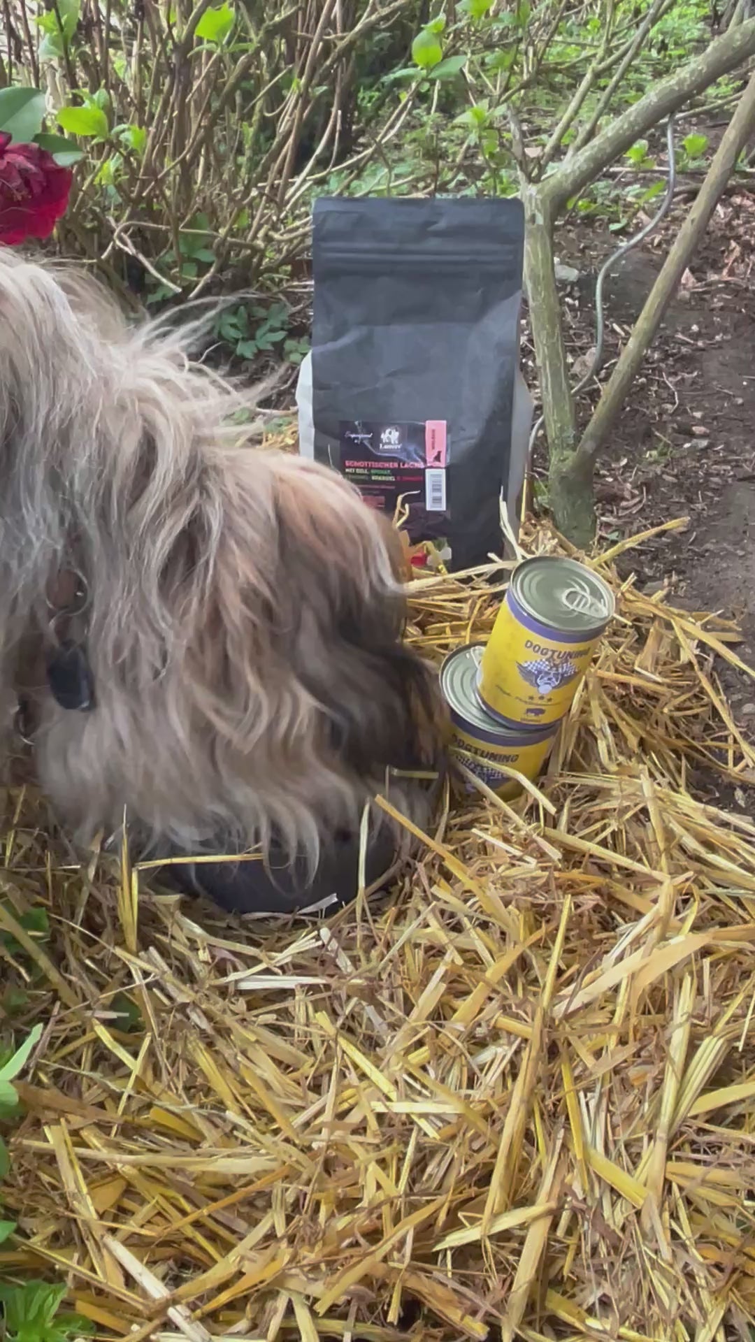Dogtuning Büffel Hundenassfutter das schmeckt
