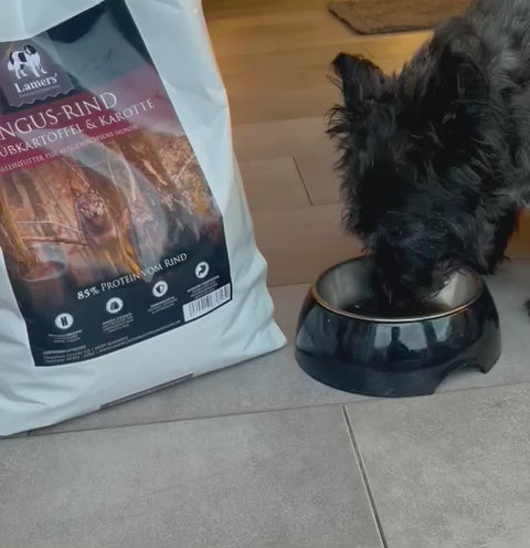 Hund frisst Lamers Black Label Angus Rind Süßkartoffel Karotte getreidefreies Premium Hundefutter